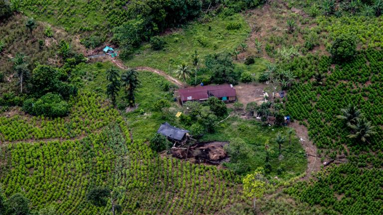 Cultivos de coca en Tumaco