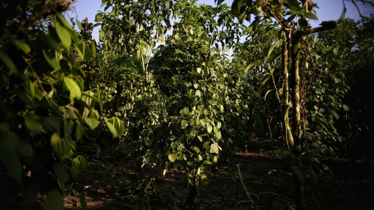 Proyectos productivos en Putumayo que han reemplazado los cultivos de coca.