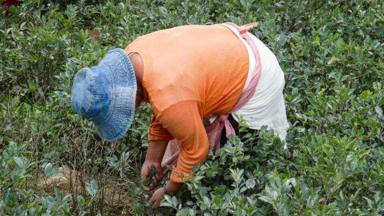 Hoy, nuevos y viejos grupos ilegales presionan a las familias cultivadoras a permanecer sembrado coca y a vincularse cada vez más a su transformación hacia la cocaína.